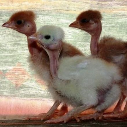 Продаю курчата,качки,гуси, індики