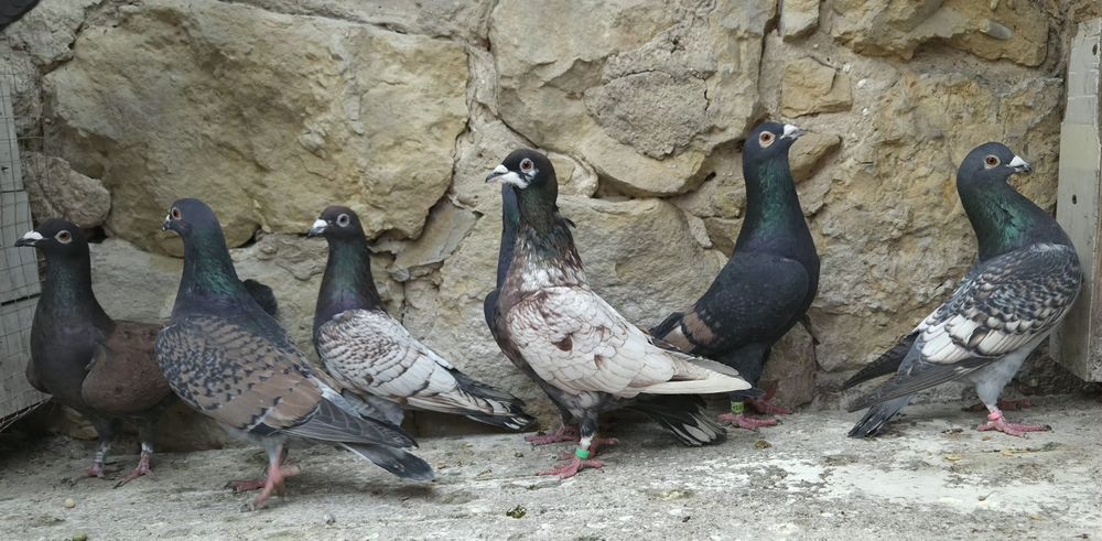 Pocztowe gołębie- toy/ frill stencill