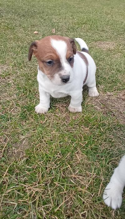 Jack Russell Terrier