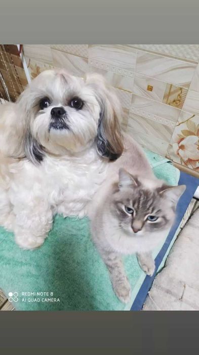 Цуценята породи Ши тцу