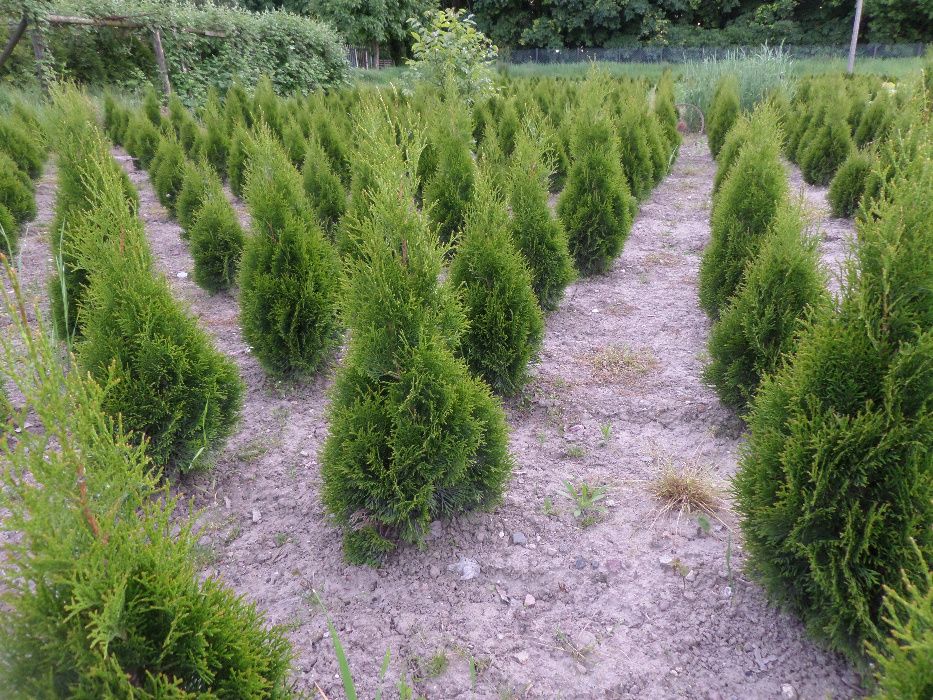 Tuja Szmaragd  z gruntu 80cm-150 cm Hurt-Detal