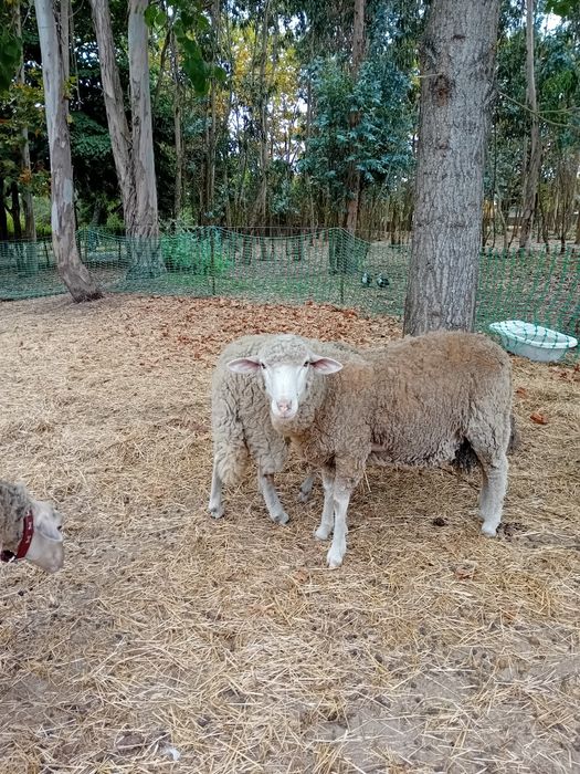 Ovelhas, Carneiro – Limpeza de Terreno/ Carne