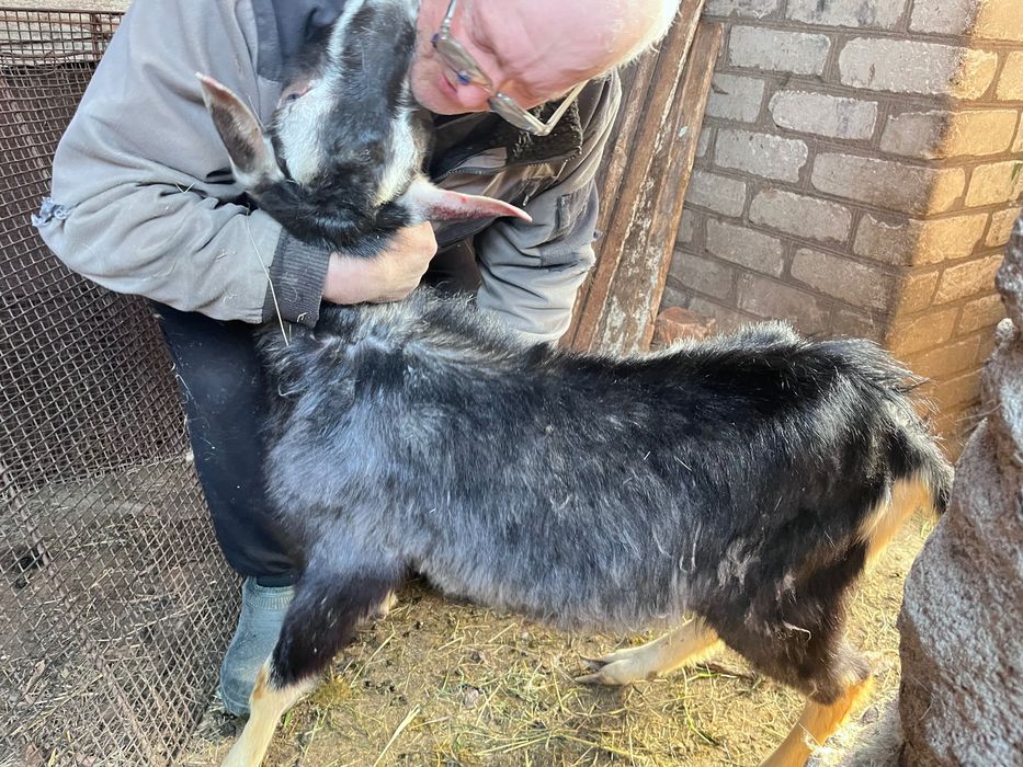 Продам козла і козу