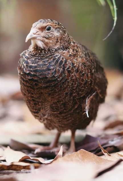 Ovos Galados e Codornizes de Várias Cores, Celadon