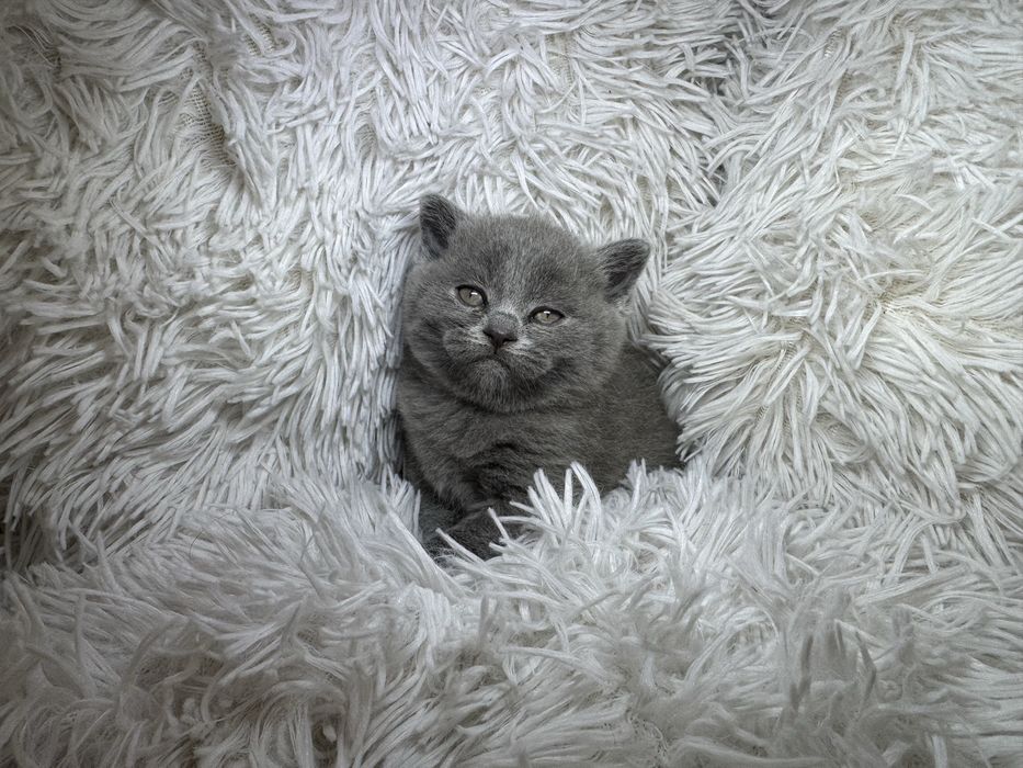 Urocze Kocięta Brytyjskie