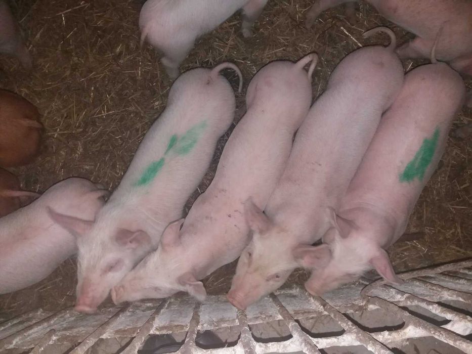 Продам поросята вагою від 10кг
