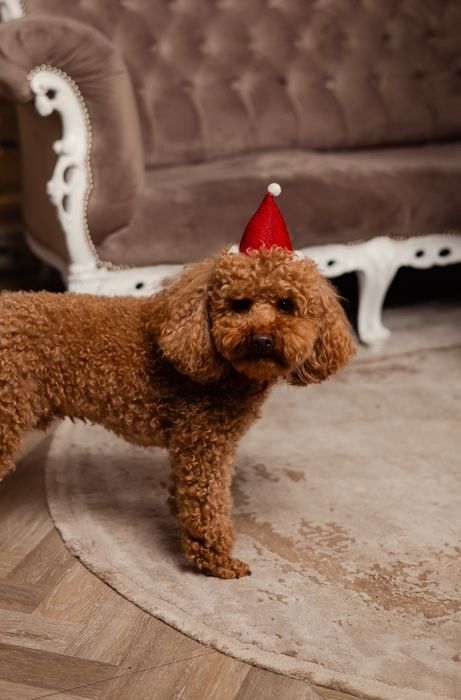 Вязка, карликовий пудель ред-браун