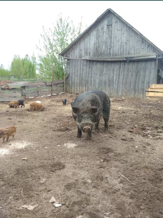 ПОРОСЯТА породи КАРМАЛ, не В'єтнамці!