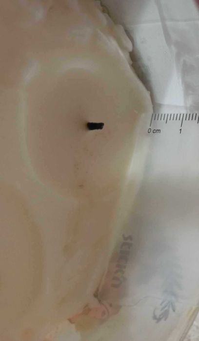 Świeca 3-knotowa Bath and Body Works Peach Bellini