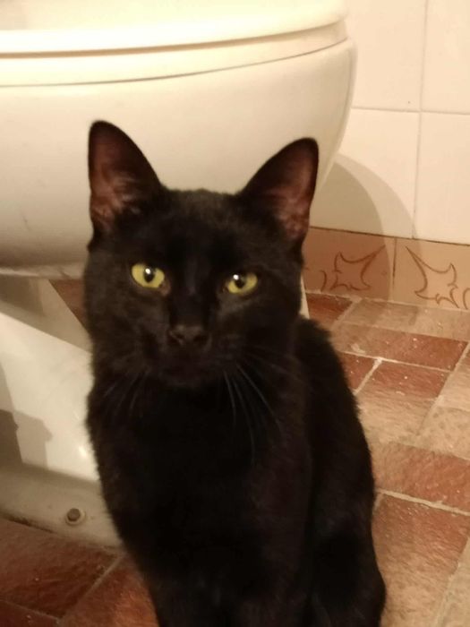 Młody kocurek po przejściach