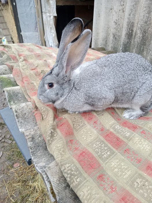 Самки і самці Шиншила