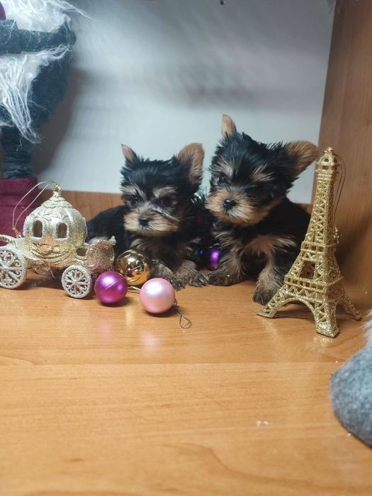 Малючки йоркширського тер'єра