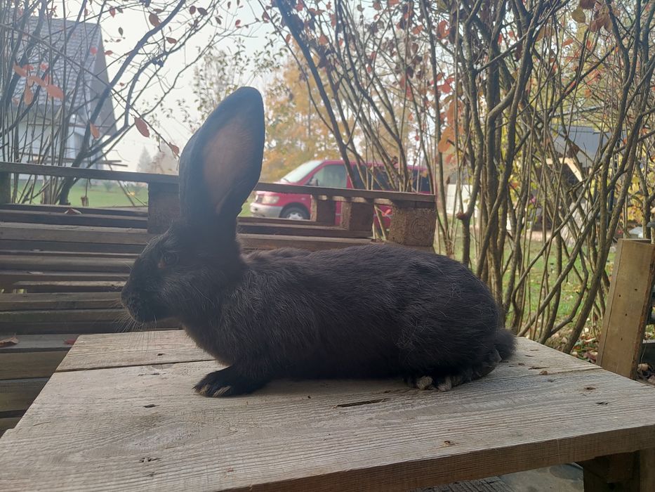 Króliki samce i samice