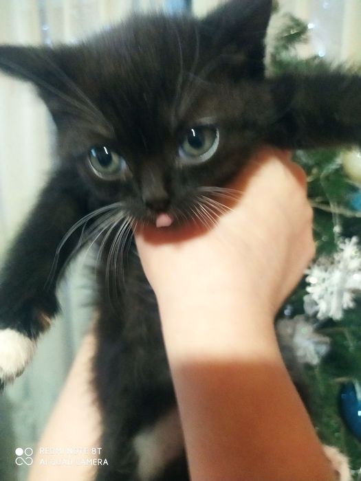 Продаються гарні кицьки. Балінез(мама), британець(тато).