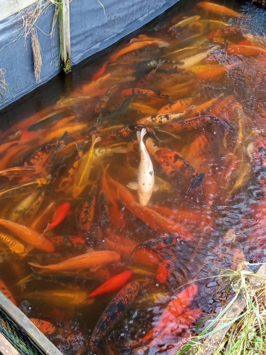 Szczupak lin węgorz orfa karaś koi karp