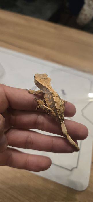 Młode gekony orzęsione piękne odmiany