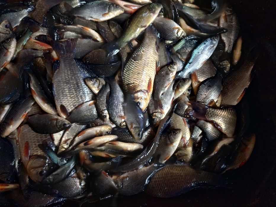 Lin karp koi karaś ozdobny amur tołpyga