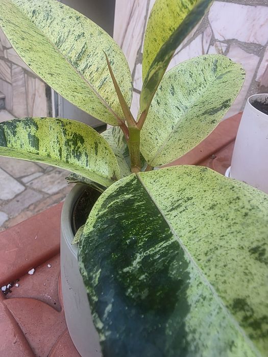Ficus Shivereana Moonshine