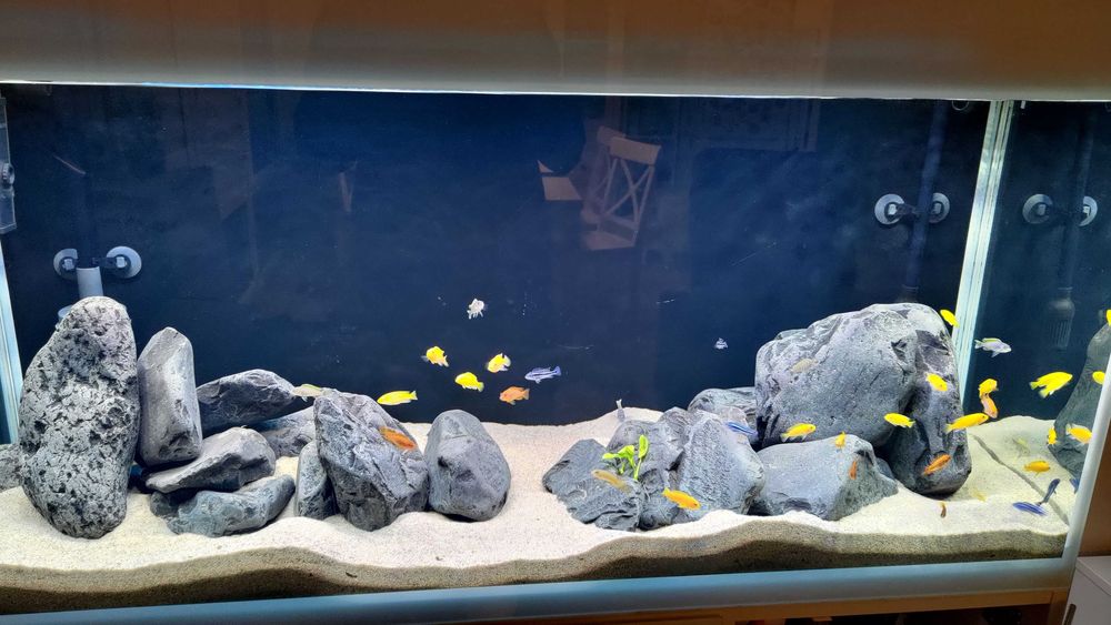 akwarium Aquael Glossy ST 120 + szafka 260 litrów + gratisy