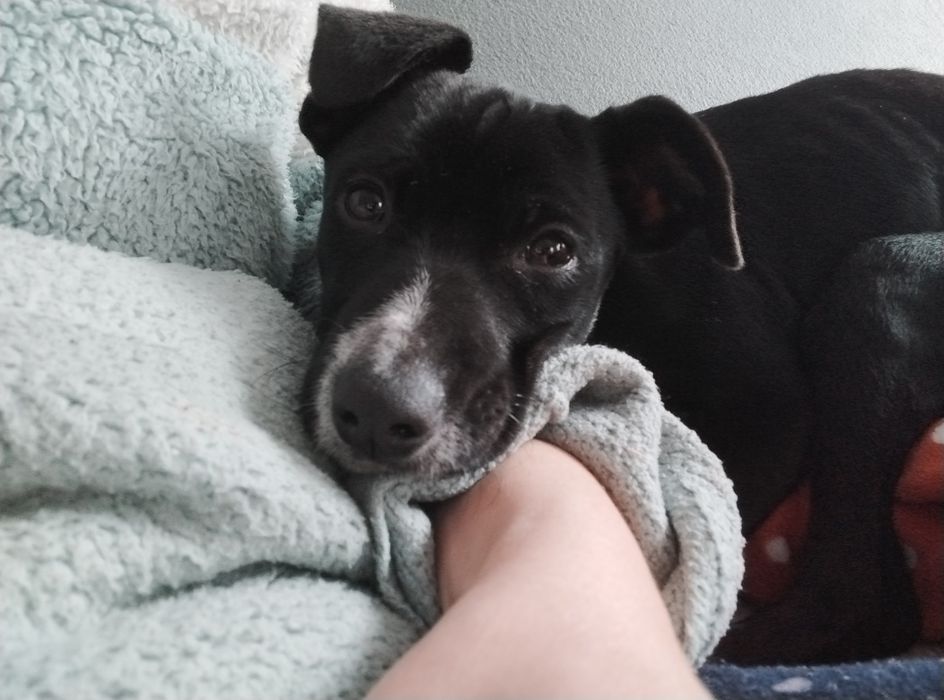 Cadela esterilizada com 7 meses