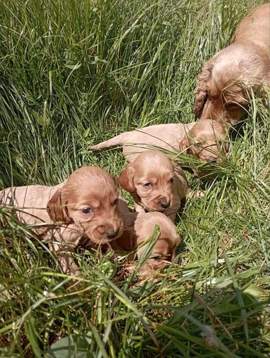 Щенки английского кокер спаниеля