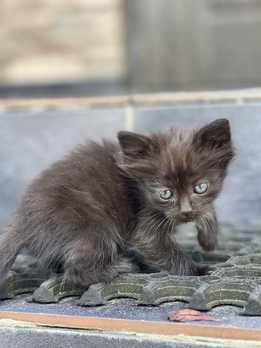 Котики в добрі руки