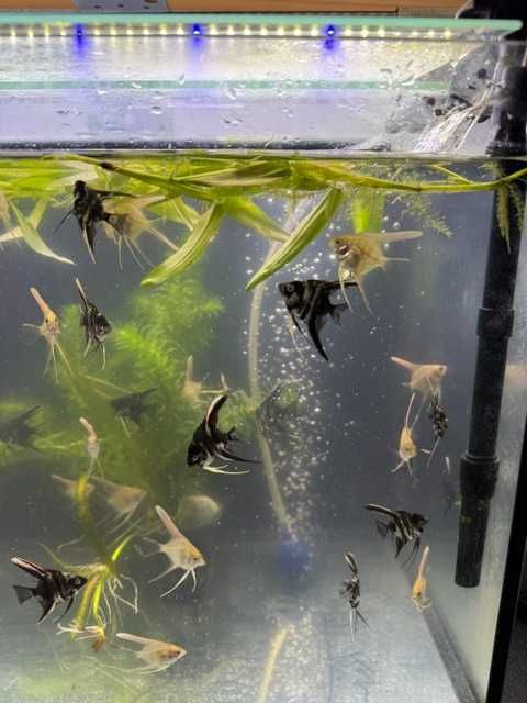 Sprzedam młode skalary