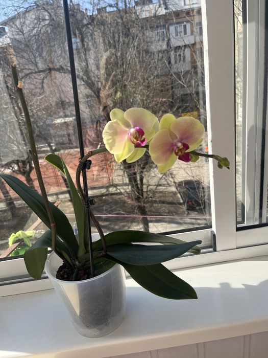 Орхідея біла з фіолетовим