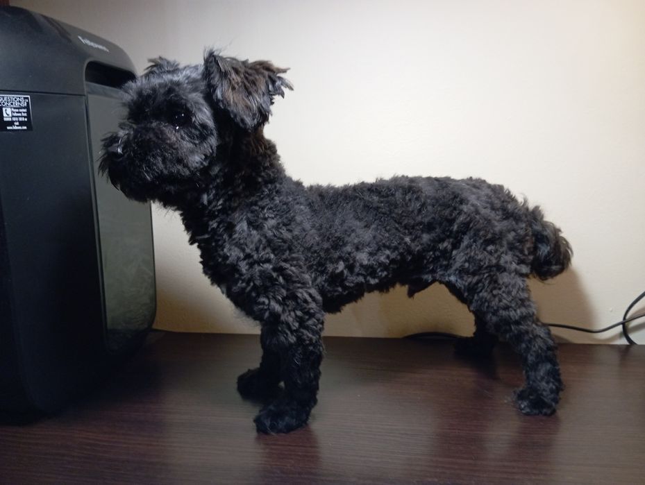 Ice Man piesek rasy Rosyjska Bolonka Kolorowa