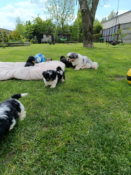 Shih tzu szczeniaki gotowe do odbioru osobistego