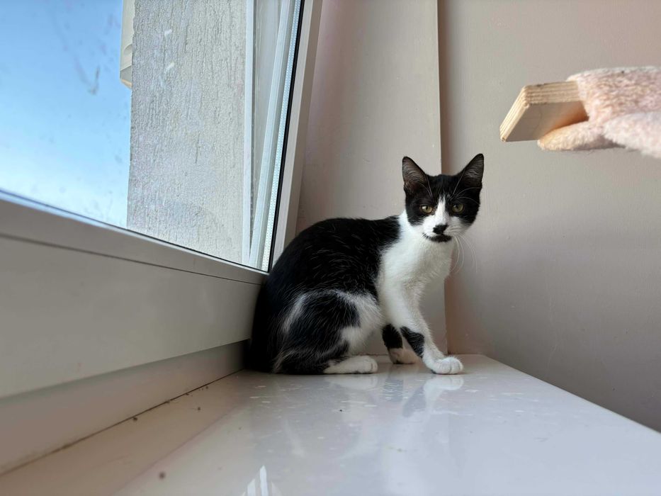 Półroczka koteczka do adopcji