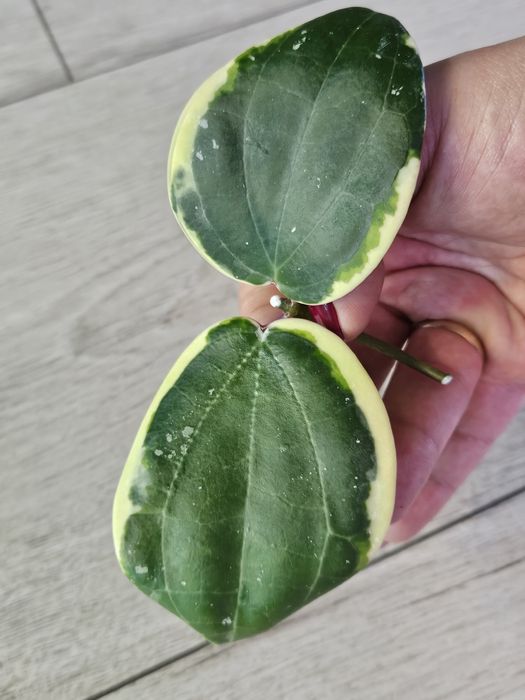 Hoya latifolia albomarginata 'round leaves'