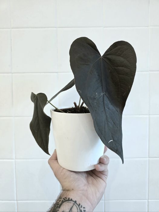 Anthurium Queen of Hearts