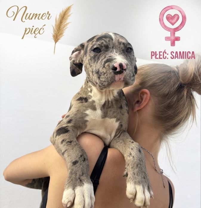 Szczeniaki amstaff staffordshire terrier