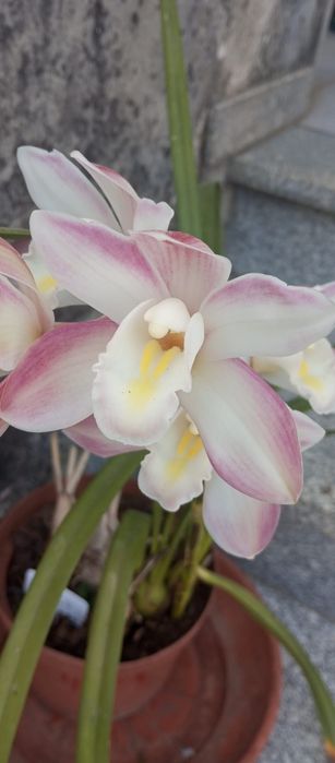 Vendo Orquidea Rosa
