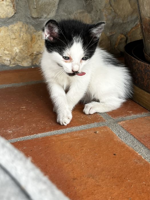 Casal gatinhos mimosos de olhos azuis doar