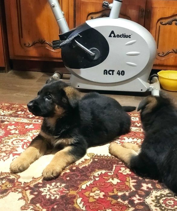 Крупные девочки и мальчики стандарт.