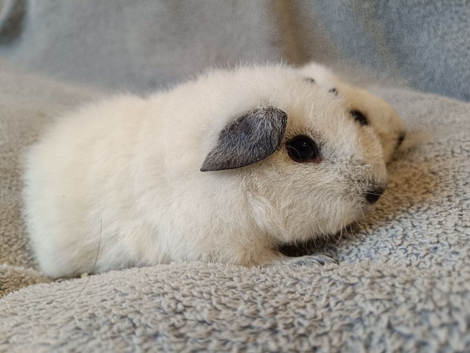 Świnki morskie, świnka us teddy california