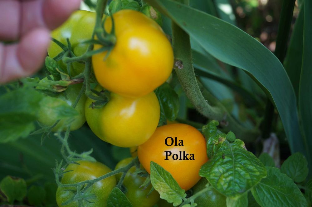 Nasiona pomidorów Bawole serce i inne