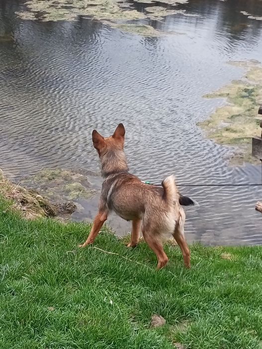 Собачка шукає люблячу сімю