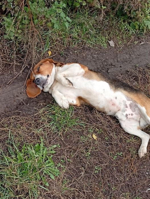 Віддам в добрі руки песика породи Бігель 2 роки