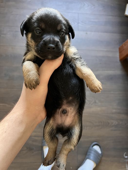 Цуценята,собачки,песики