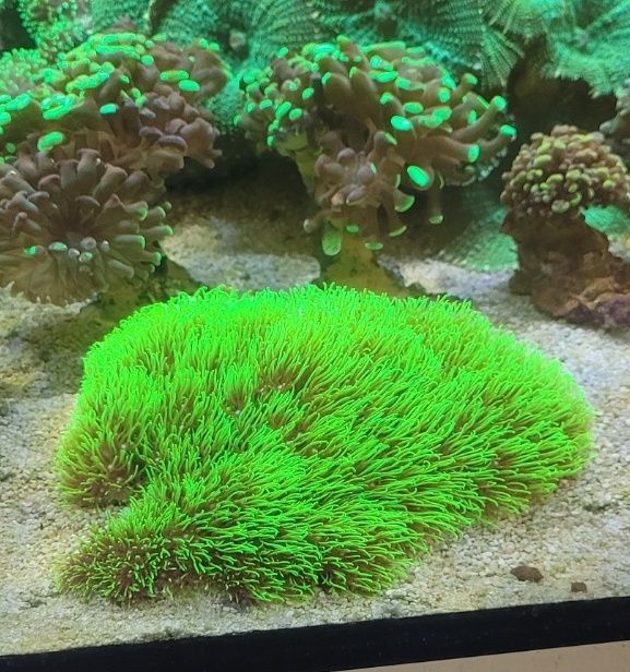 Koralowiec Pachyclavularia ultra fluo trawa morska fluorescencyjna