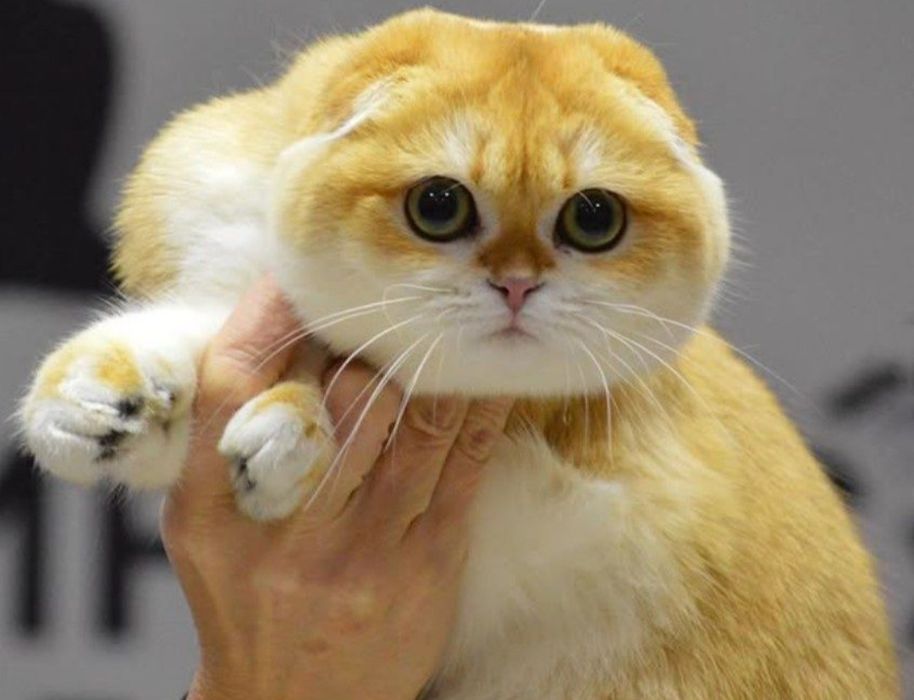 Вислоухий кот приглашает кошек
