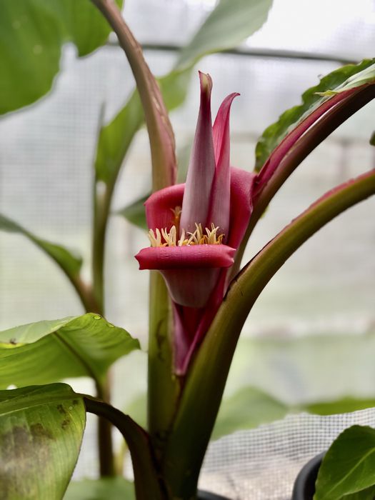 Duże sadzonki Bananowiec Musa sikkimensis i Colocasia