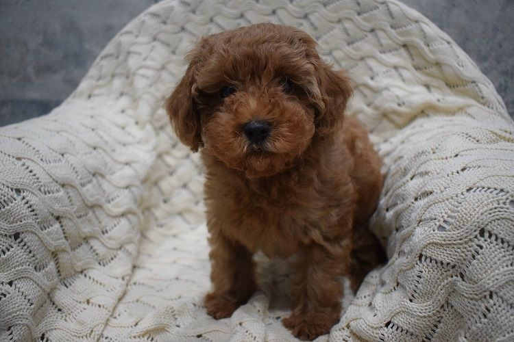 MINI RED Maleńki piesek pudel toy płowy ZKwP FCI