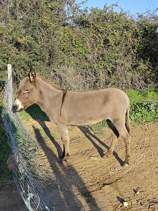 Vendo burrinha 3anos