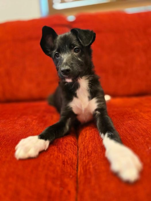 Cudowne szczeniaki szukają domków