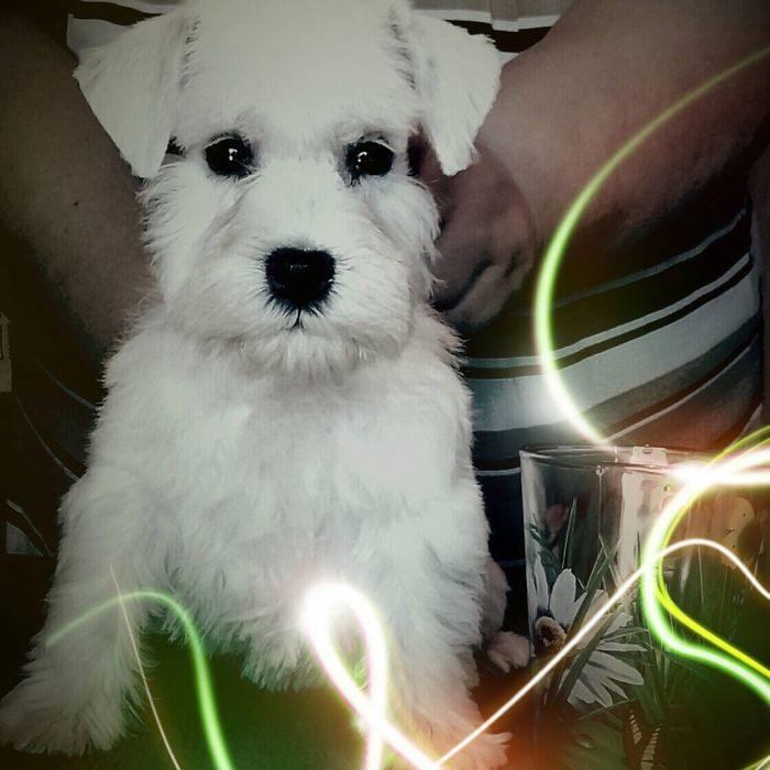 Щенки Цвергшнауцер белого окраса