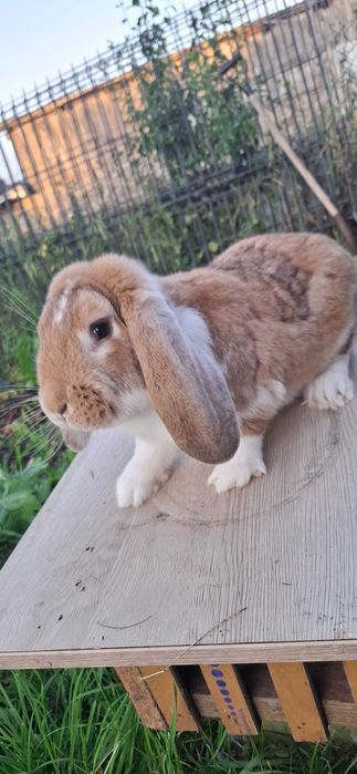 Samiec baran francuski samiec olbrzym srokacz